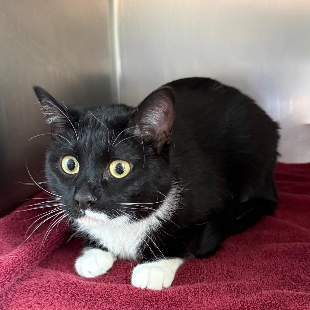 Enlarge Dianna, a Adoptable Domestic Short Hair in Council Bluffs, IA image 2/2