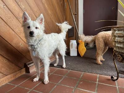 Enlarge Chase, a ADOPTABLE mixed breed in Fort Wayne, IN image 2/4