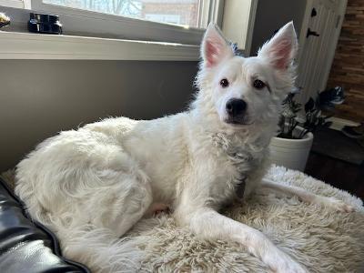 Enlarge Chase, a ADOPTABLE mixed breed in Fort Wayne, IN image 1/4