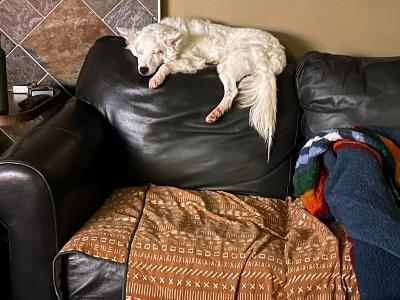 Enlarge Chase, a ADOPTABLE mixed breed in Fort Wayne, IN image 3/4