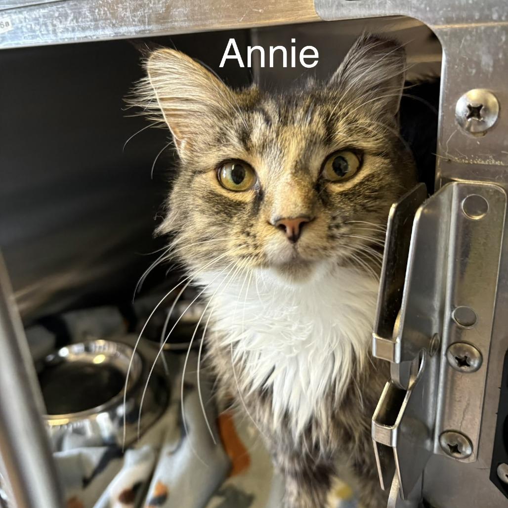 Annie, Adoptable, Adult Female Domestic Medium Hair.