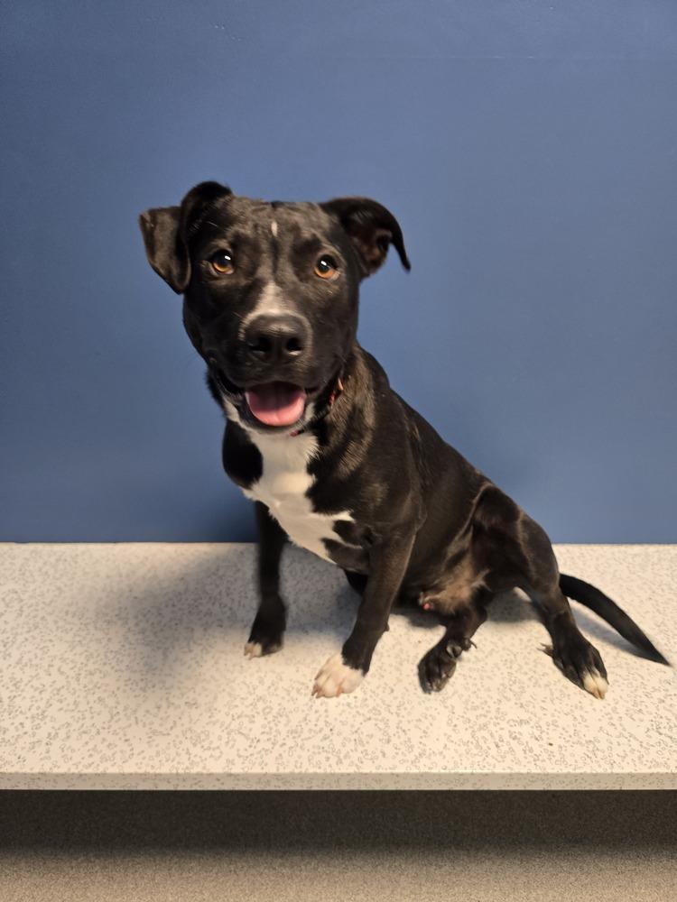 Treble, Adoptable, Young Male Mixed Breed.