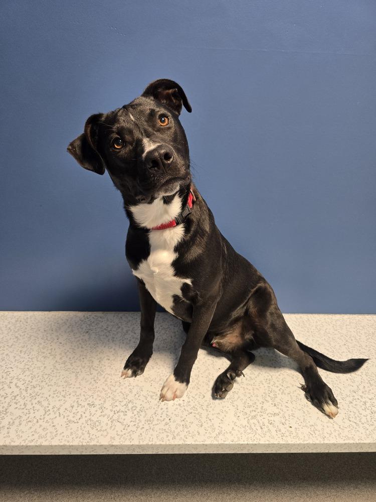 Enlarge Treble, a Adoptable mixed breed in Wellington, KS image 2/5