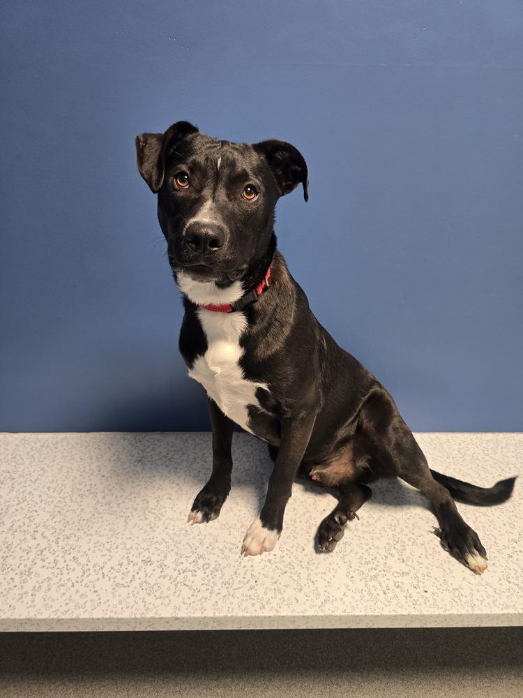 Enlarge Treble, a Adoptable mixed breed in Wellington, KS image 3/5