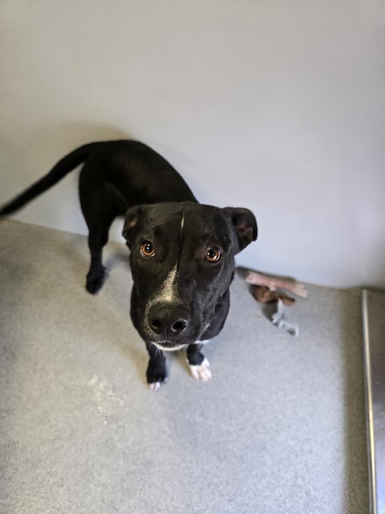 Enlarge Treble, a Adoptable mixed breed in Wellington, KS image 4/5