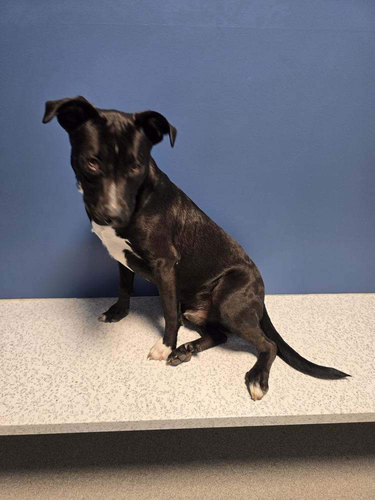 Enlarge Treble, a Adoptable mixed breed in Wellington, KS image 5/5