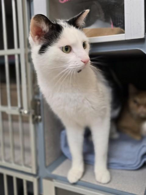 DOBBY, Adoptable, Adult Male Domestic Short Hair.