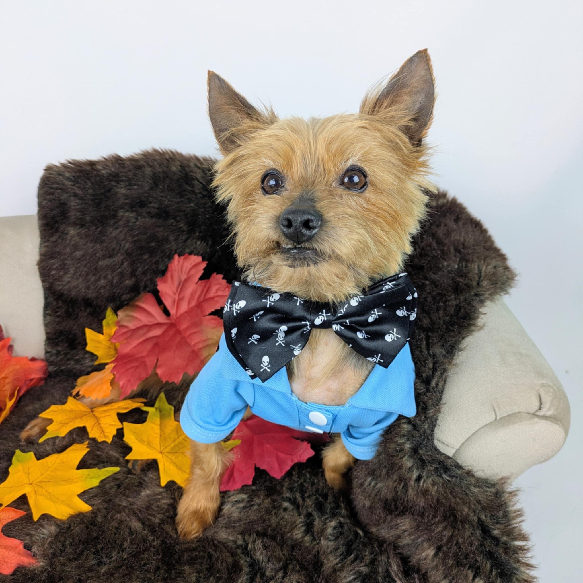Louie, Adopted, Adult Male Yorkshire Terrier.