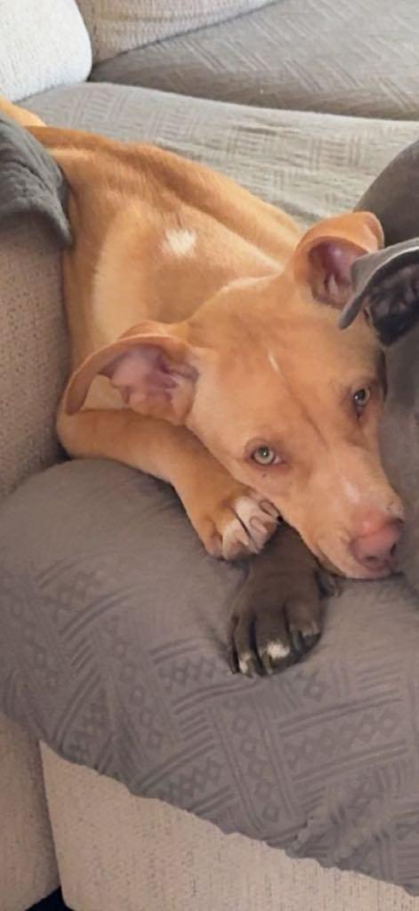 Phoenix, Young Male Labrador Retriever