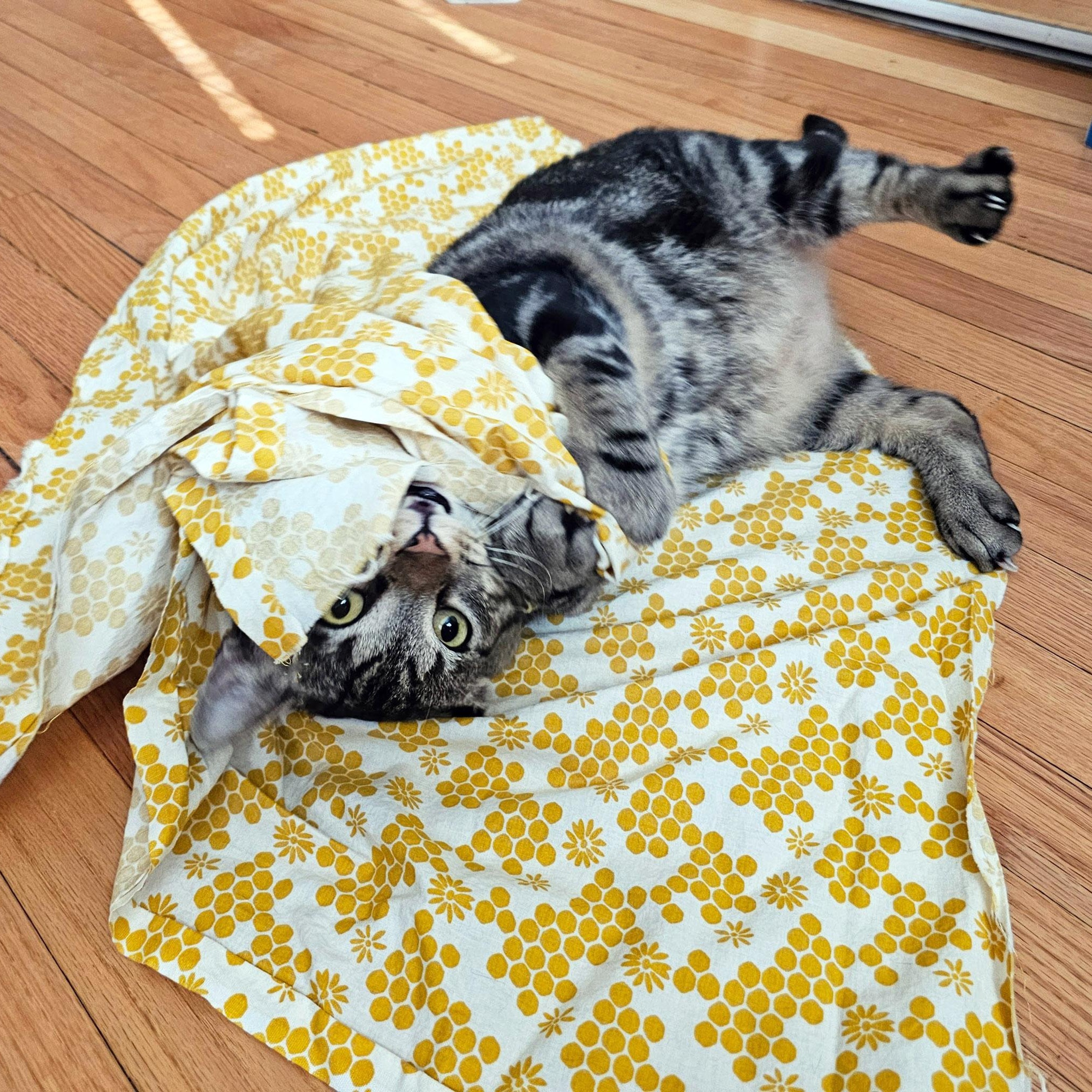 Buddy, a ADOPTABLE Tabby in Chicago, IL image 4/6