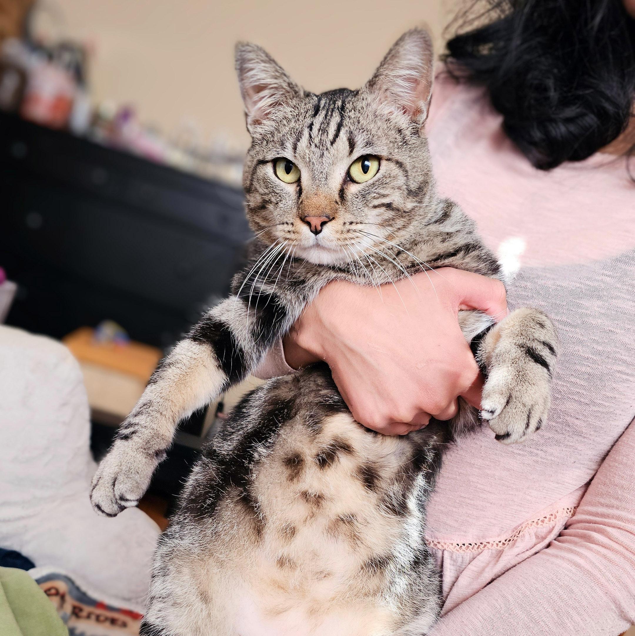Buddy, a ADOPTABLE Tabby in Chicago, IL image 3/6
