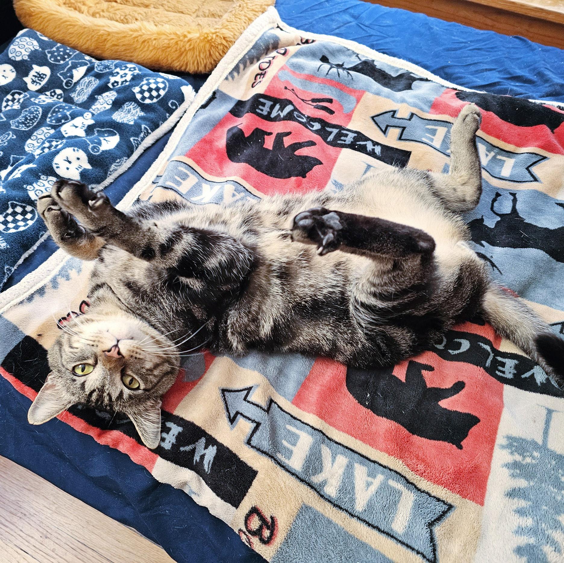 Buddy, a ADOPTABLE Tabby in Chicago, IL image 5/6