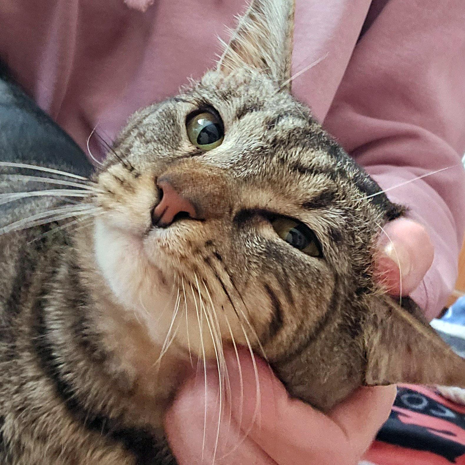 Buddy, ADOPTABLE, Senior Male Tabby.