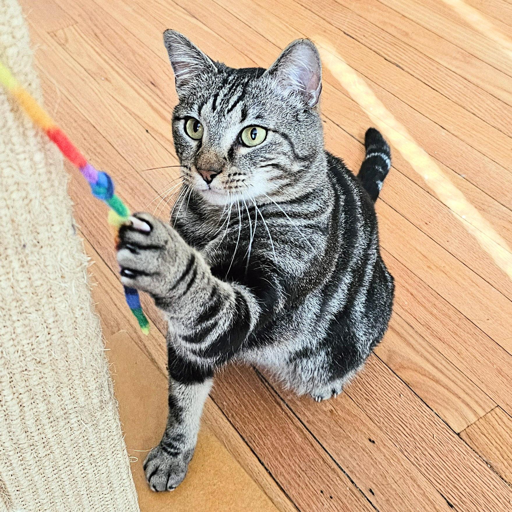 Buddy, a ADOPTABLE Tabby in Chicago, IL image 2/6