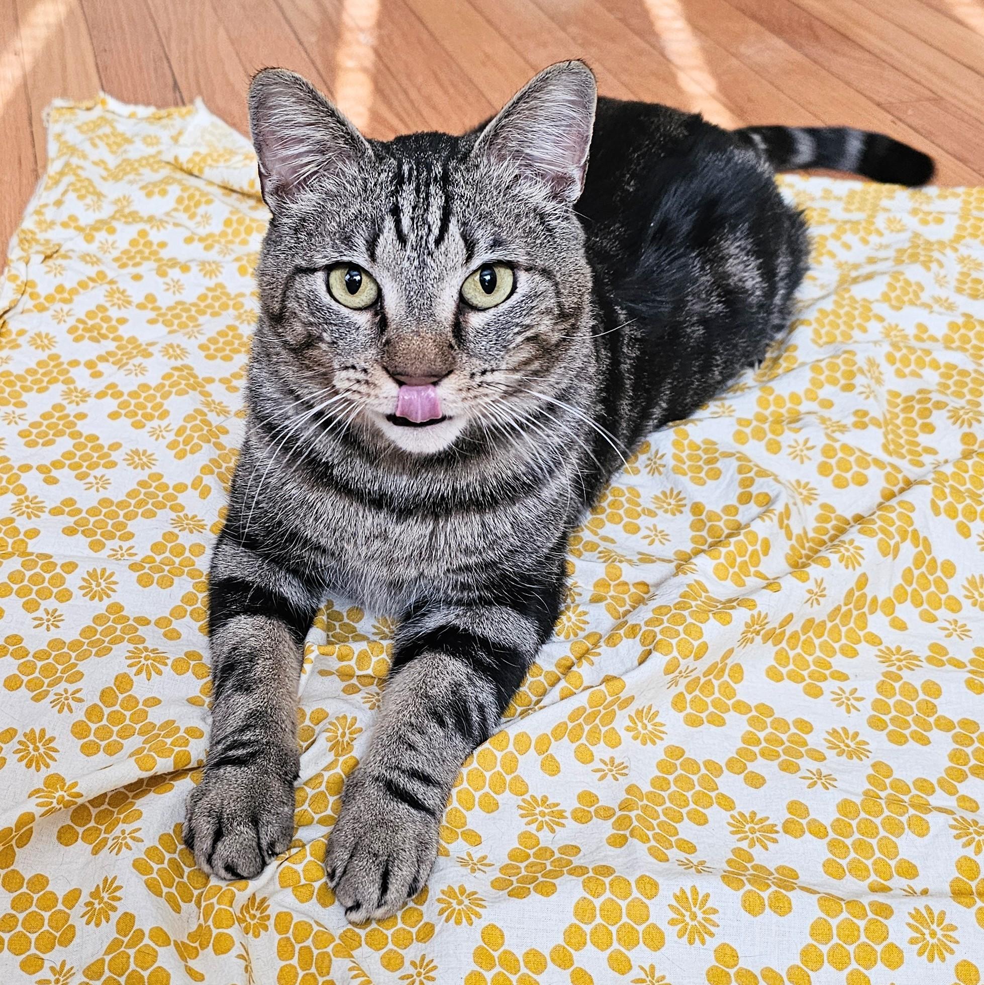 Buddy, a ADOPTABLE Tabby in Chicago, IL image 6/6