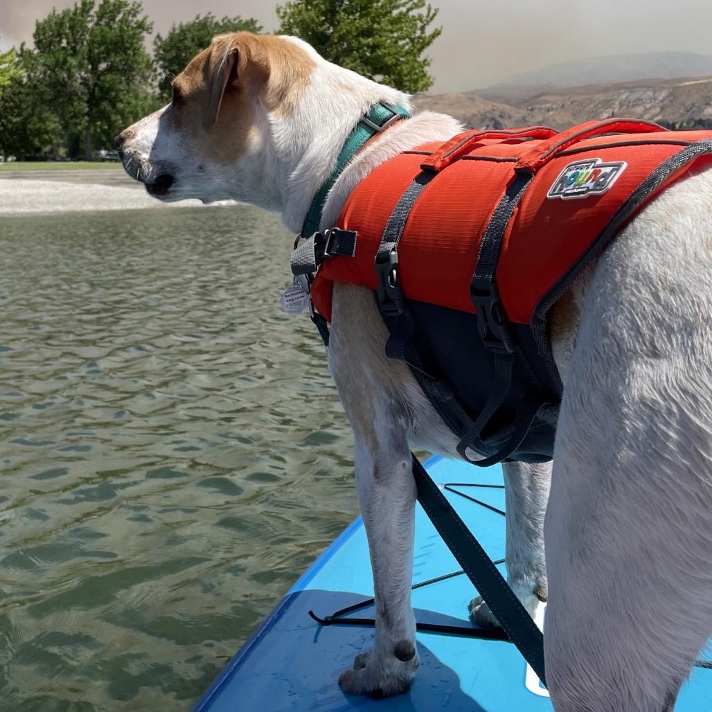 Rocket, Adoptable, Senior Male Pointer & Mixed Breed.