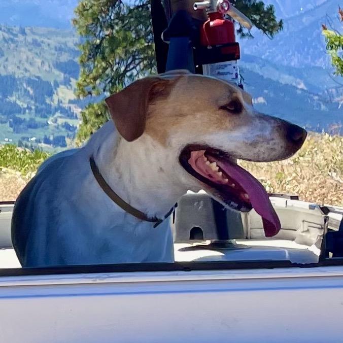 Rocket, a Adoptable mixed breed in Cashmere, WA image 2/6