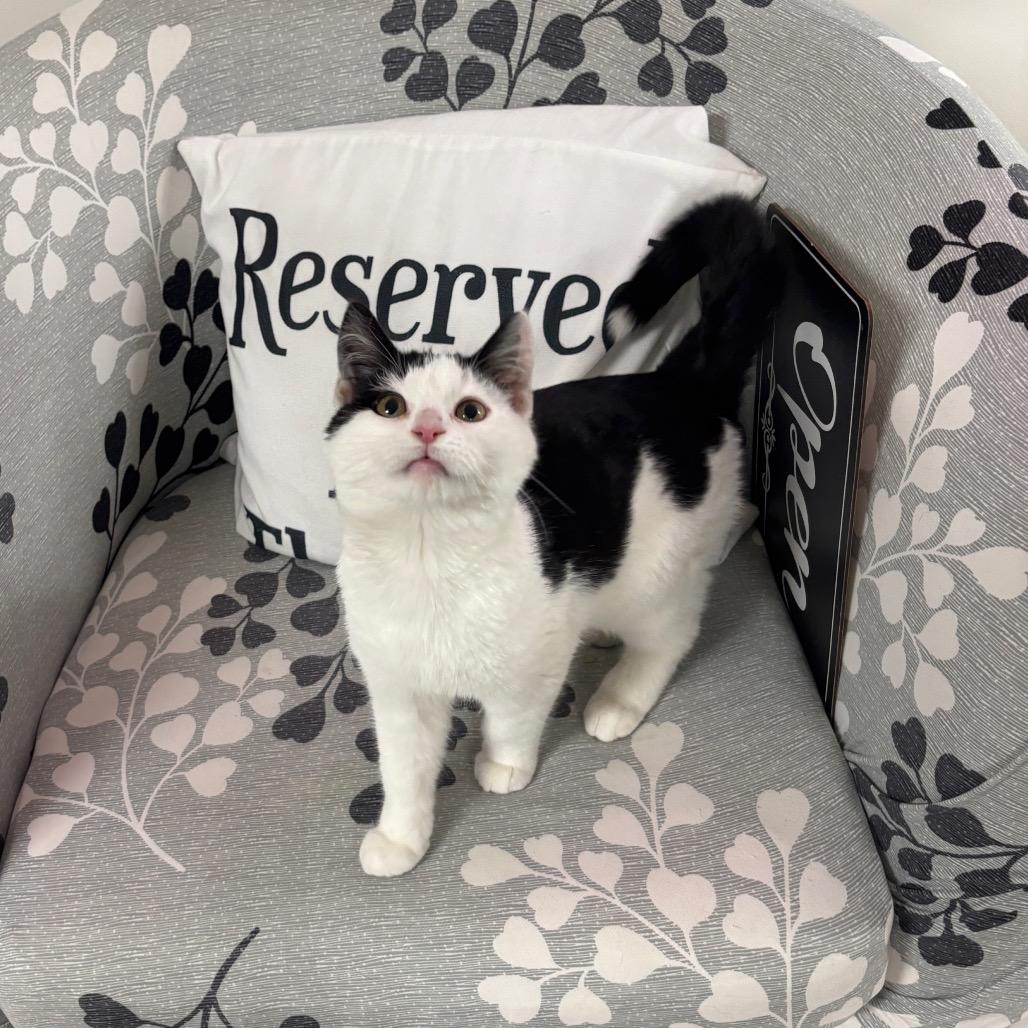 Percy — thumbnail 3