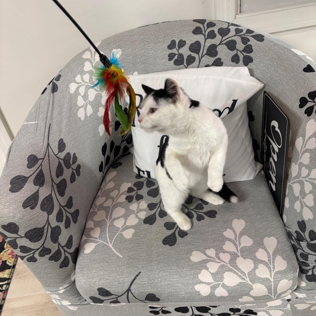 Percy — thumbnail 4