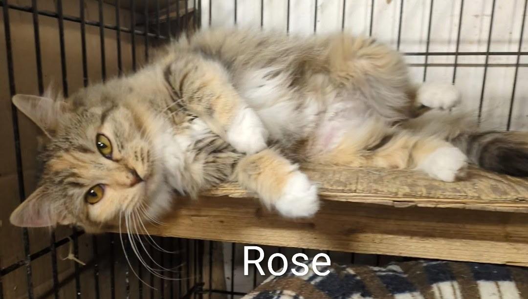 Enlarge Rose , a ADOPTABLE Domestic Medium Hair in Mears, MI image 1/4
