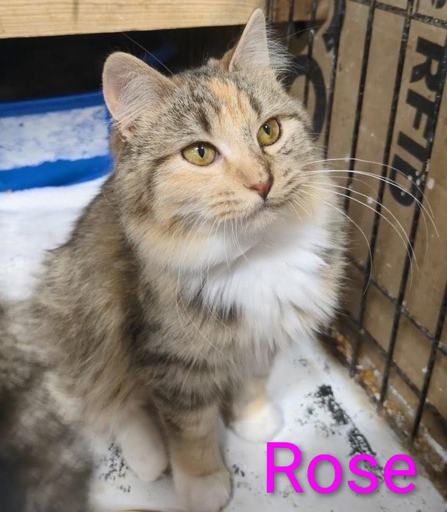 Rose , ADOPTABLE, Young Female Domestic Medium Hair.