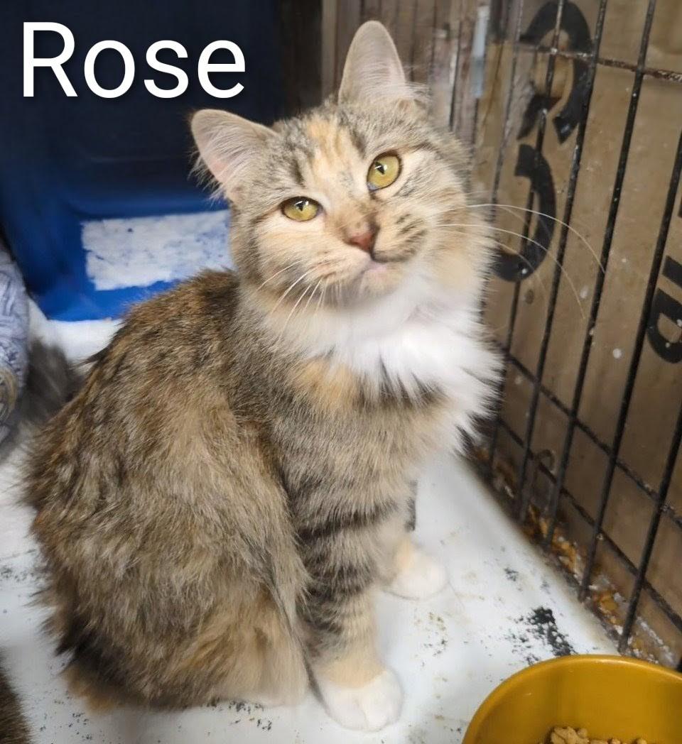 Enlarge Rose , a ADOPTABLE Domestic Medium Hair in Mears, MI image 3/4