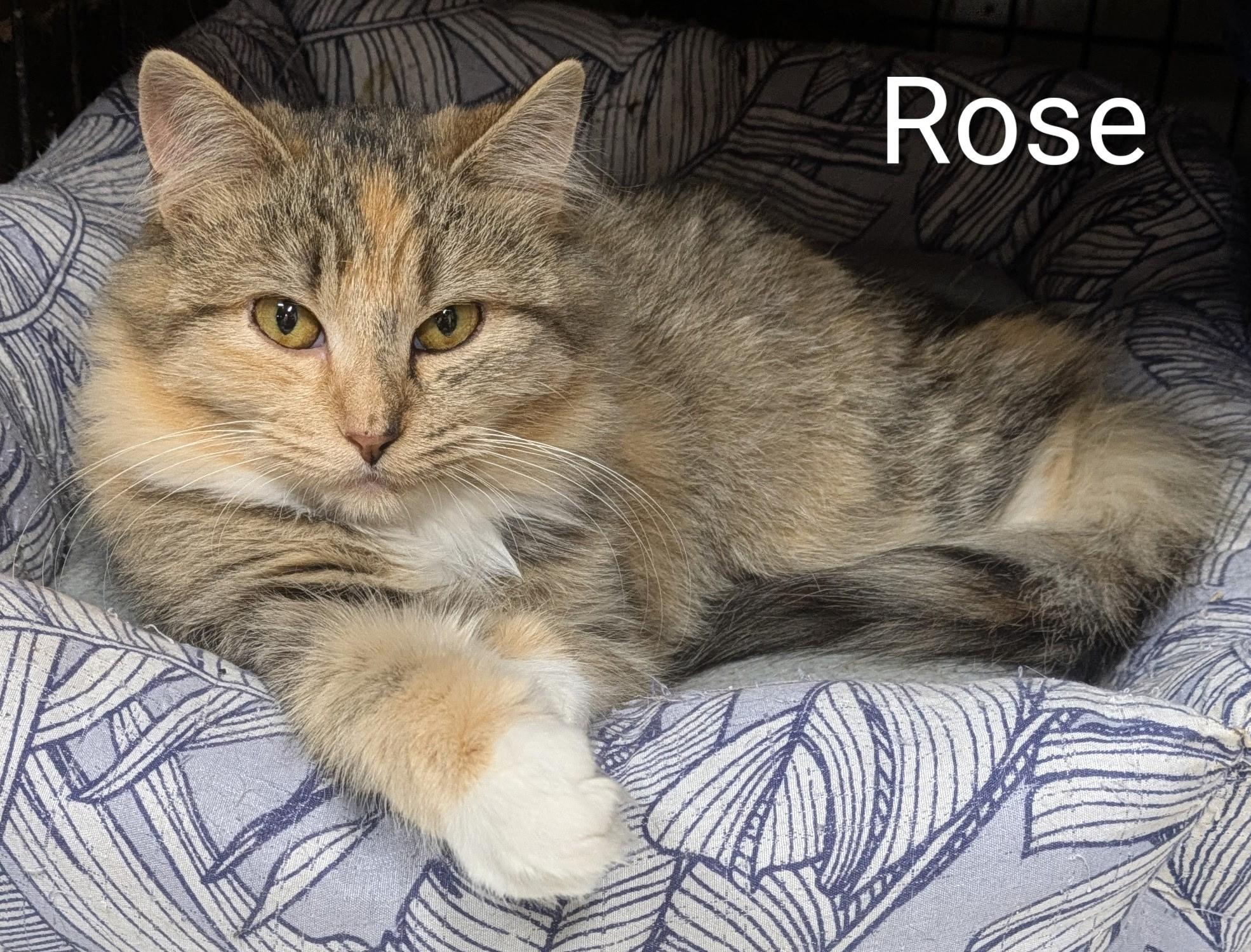 Enlarge Rose , a ADOPTABLE Domestic Medium Hair in Mears, MI image 4/4