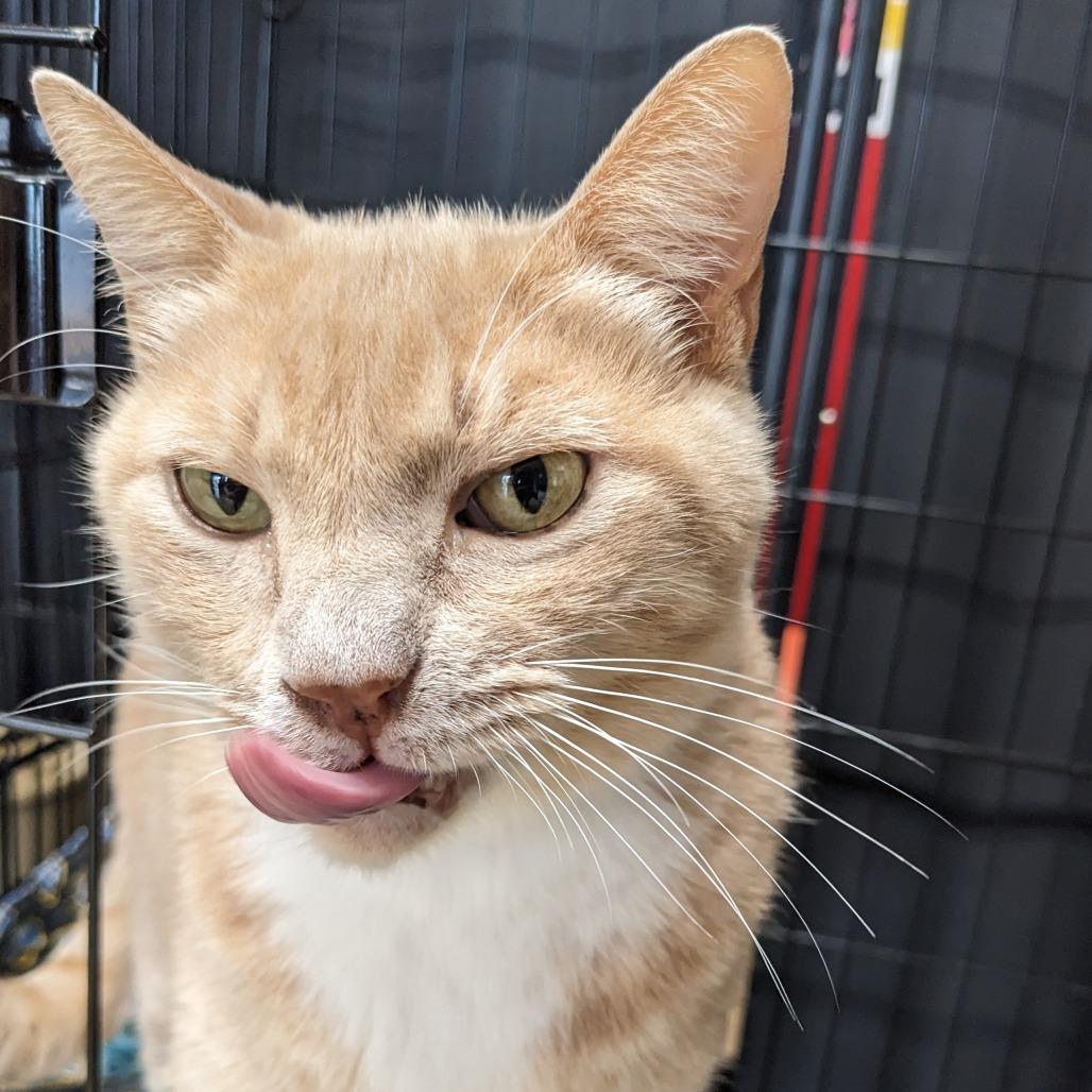 Dusty- Washington Petsmart, Adoptable, Senior Male Domestic Short Hair.