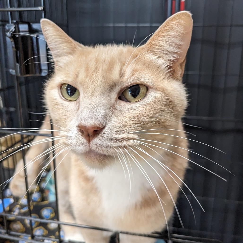 Enlarge Dusty- Washington Petsmart, a Adoptable Domestic Short Hair in Union, MO image 2/3