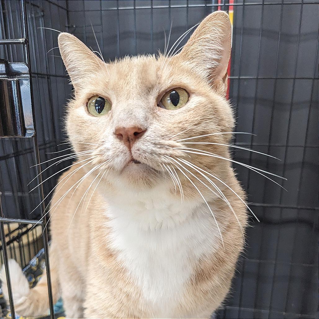 Enlarge Dusty- Washington Petsmart, a Adoptable Domestic Short Hair in Union, MO image 3/3