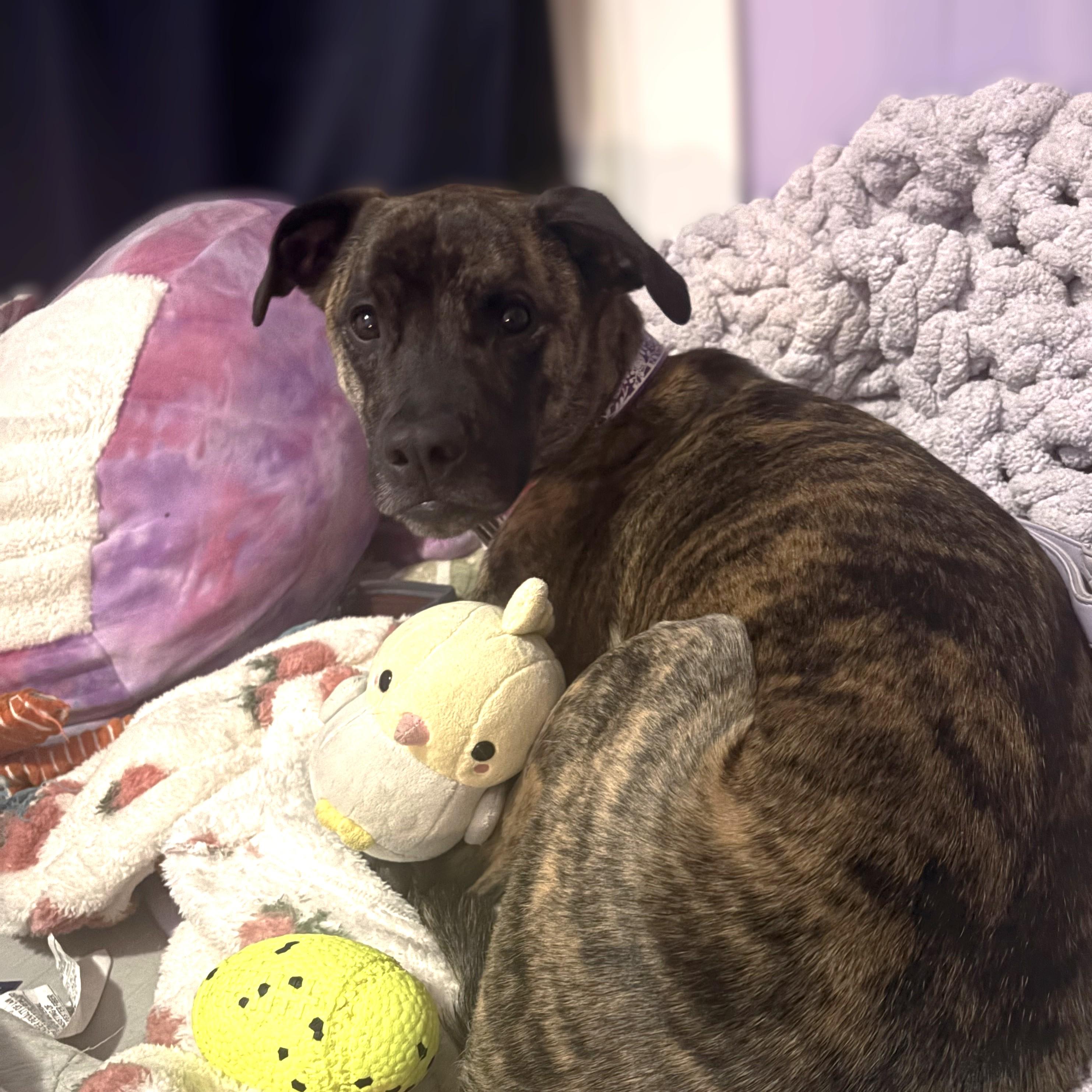 Enlarge Becka Courtesy Listing, a ADOPTABLE Dutch Shepherd in Midland, MI image 2/4