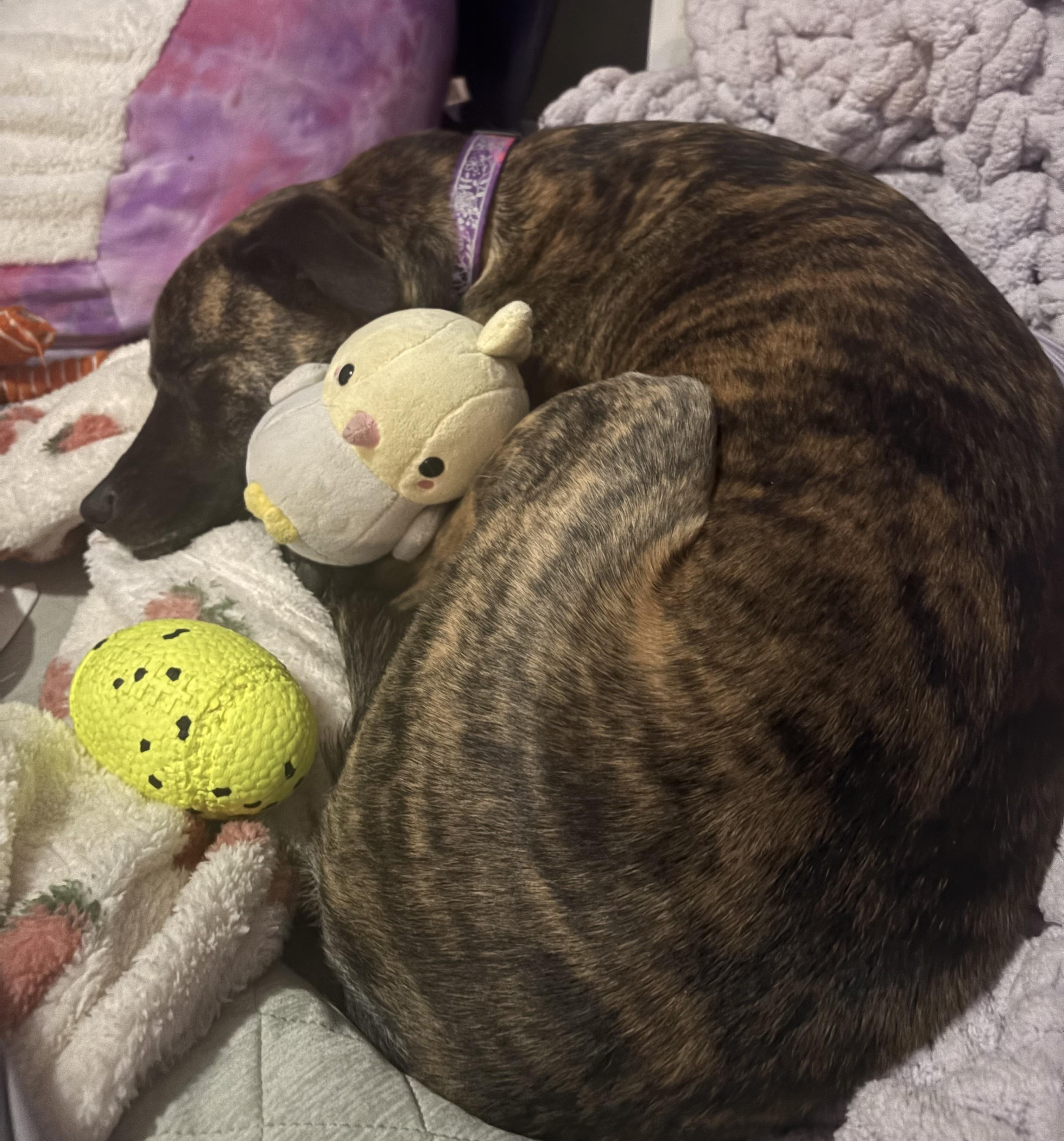 Enlarge Becka Courtesy Listing, a ADOPTABLE Dutch Shepherd in Midland, MI image 4/4