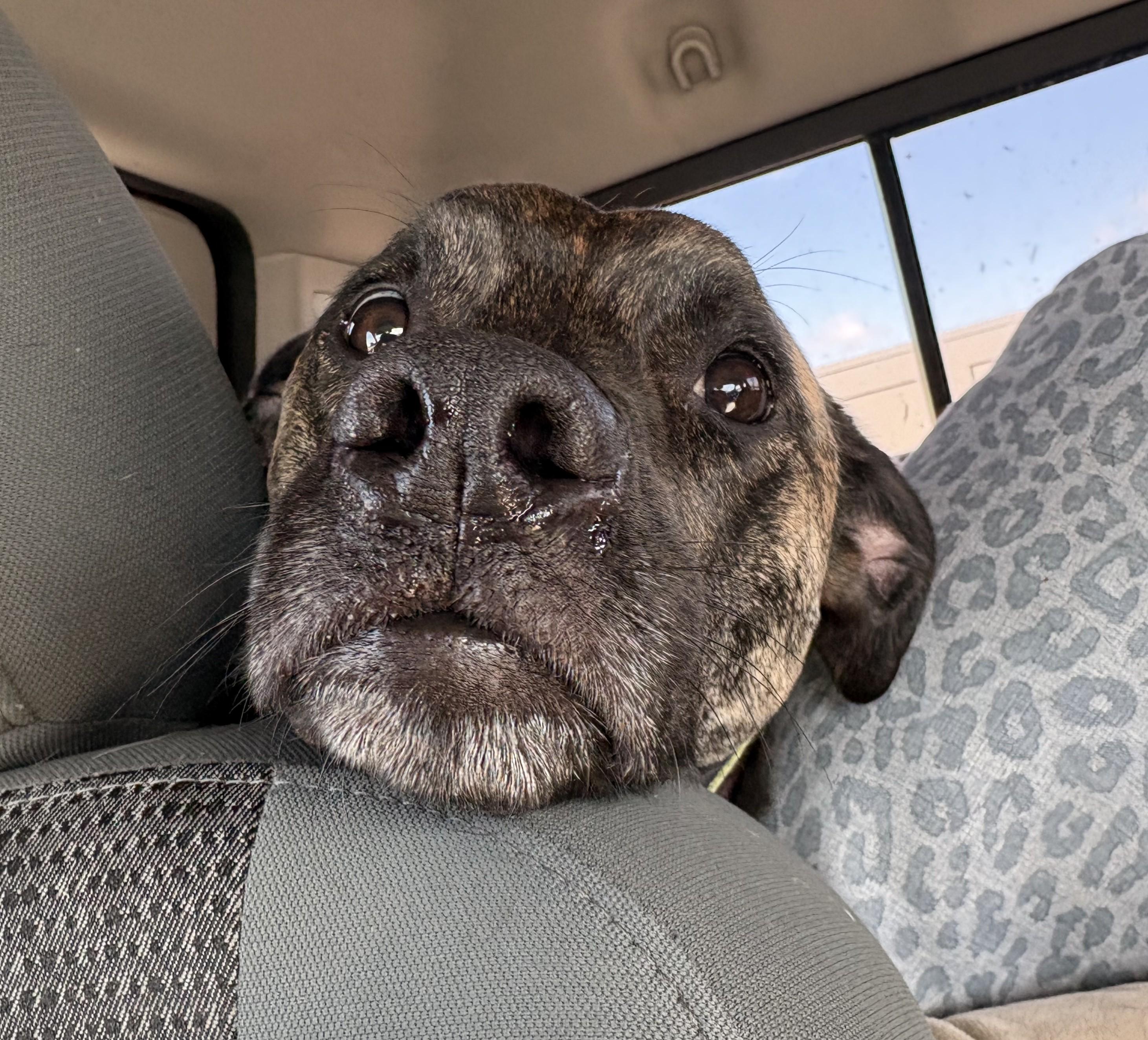 Becka Courtesy Listing, ADOPTABLE, Adult Female Dutch Shepherd.