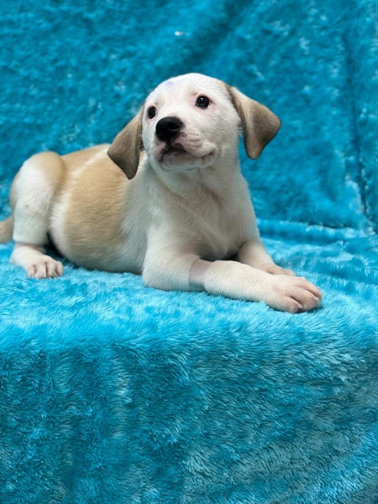 Lucy, a Adoptable mixed breed in Little Elm, TX image 1/2
