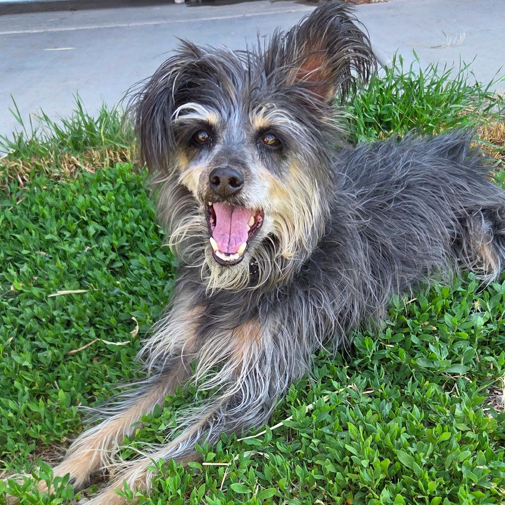 Benny, Adoptable, Senior Male Mixed Breed.