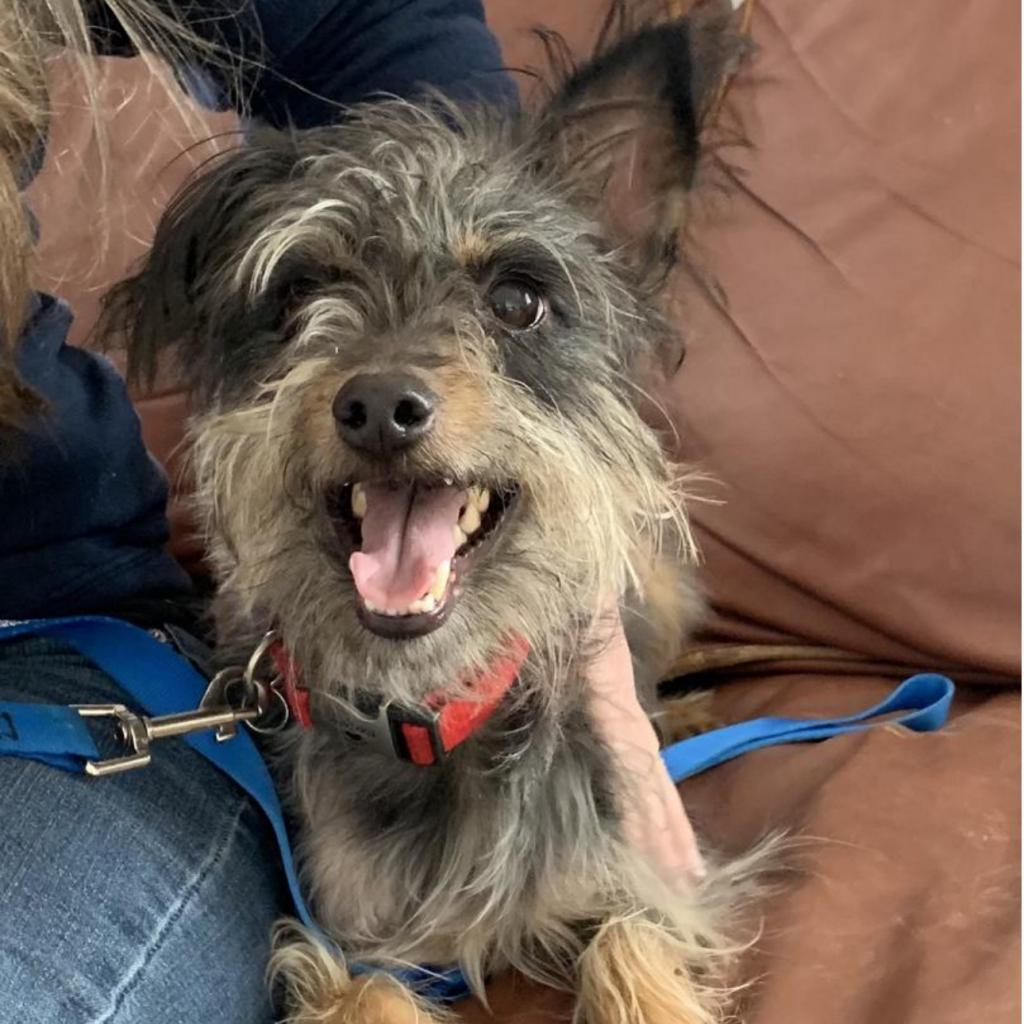 Enlarge Benny, a Adoptable Mixed Breed in Park City, UT image 1/1