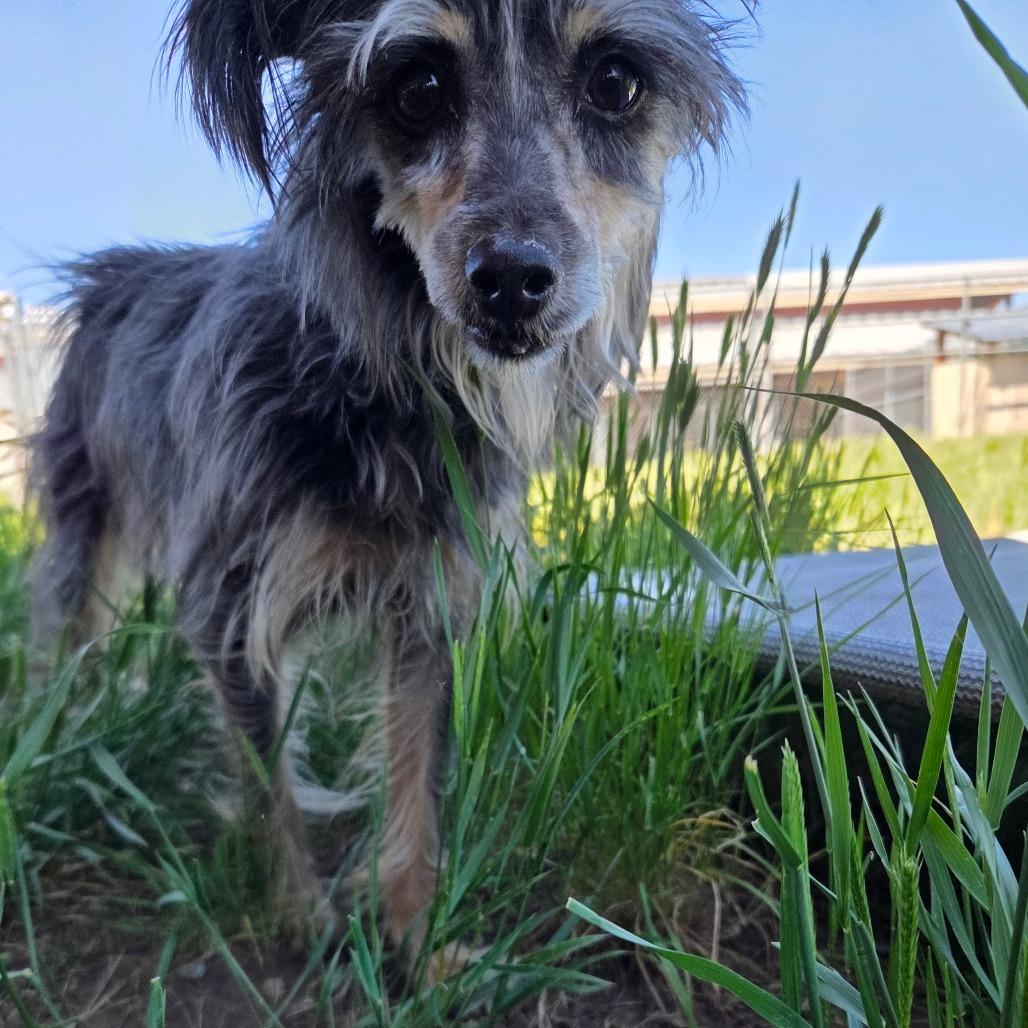 Benny, a Adoptable Mixed Breed in Park City, UT image 2/6