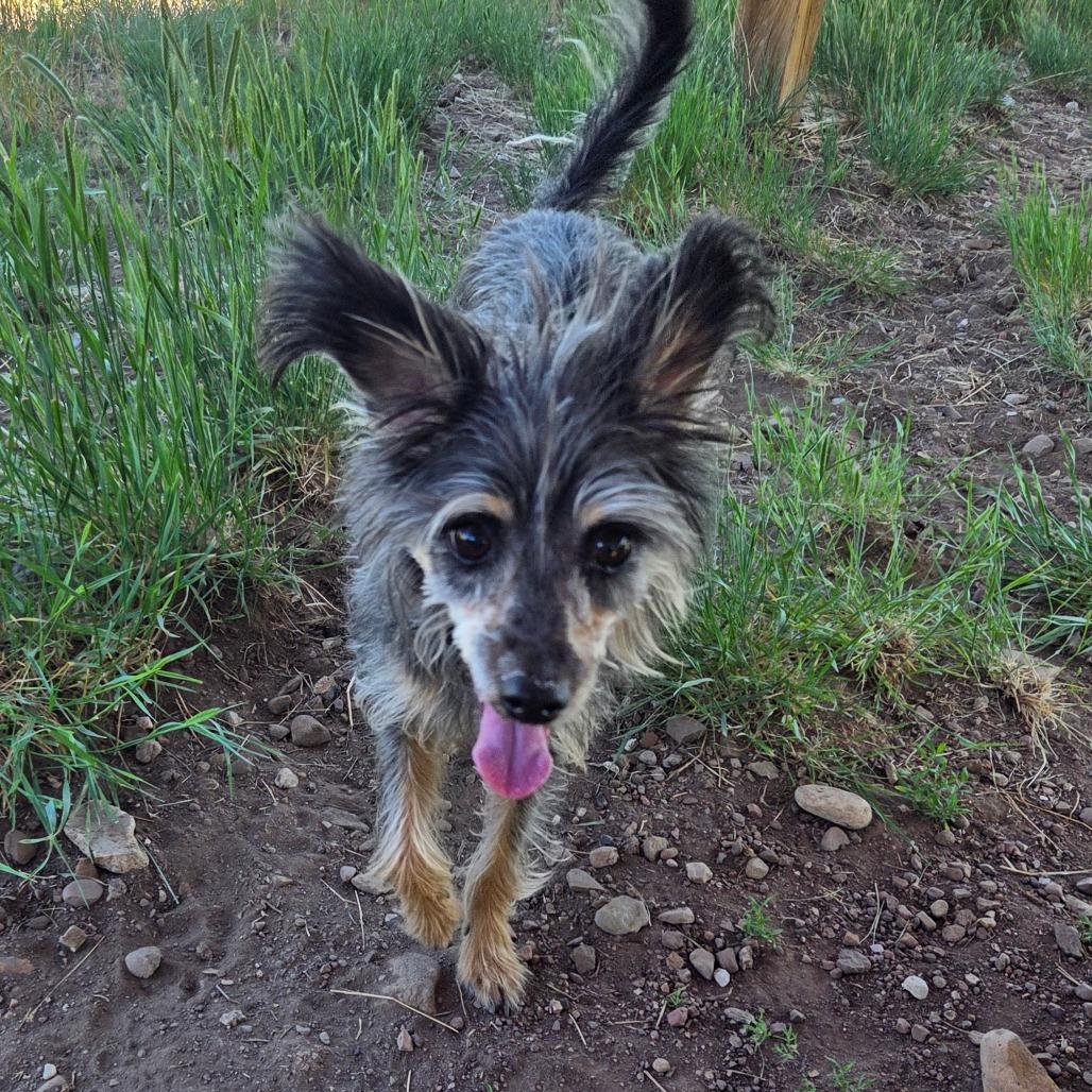 Benny, a Adoptable Mixed Breed in Park City, UT image 3/6