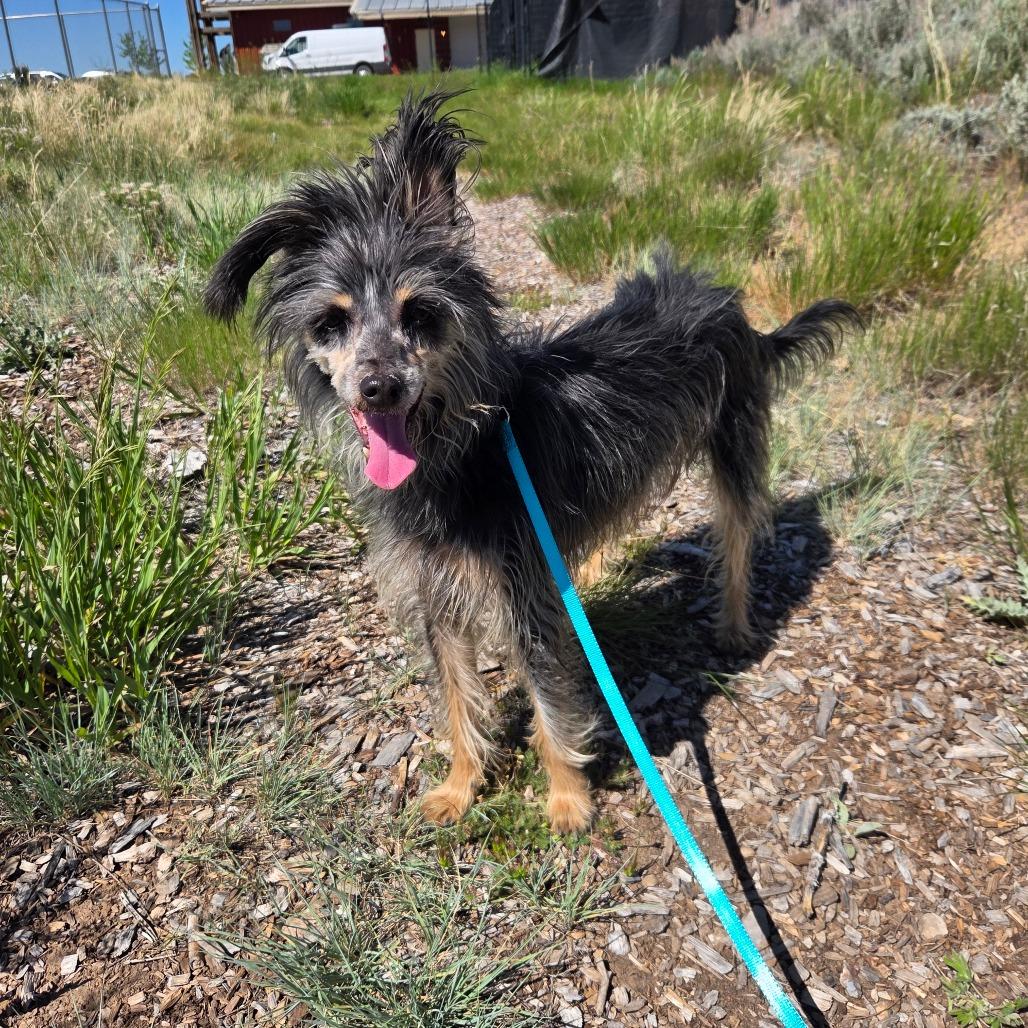 Benny, a Adoptable Mixed Breed in Park City, UT image 4/6