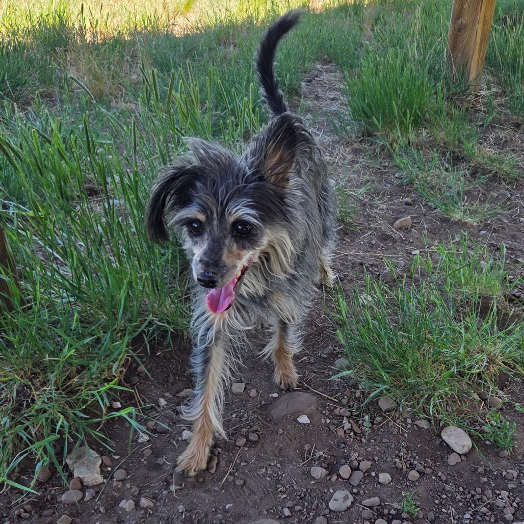 Benny, a Adoptable Mixed Breed in Park City, UT image 5/6