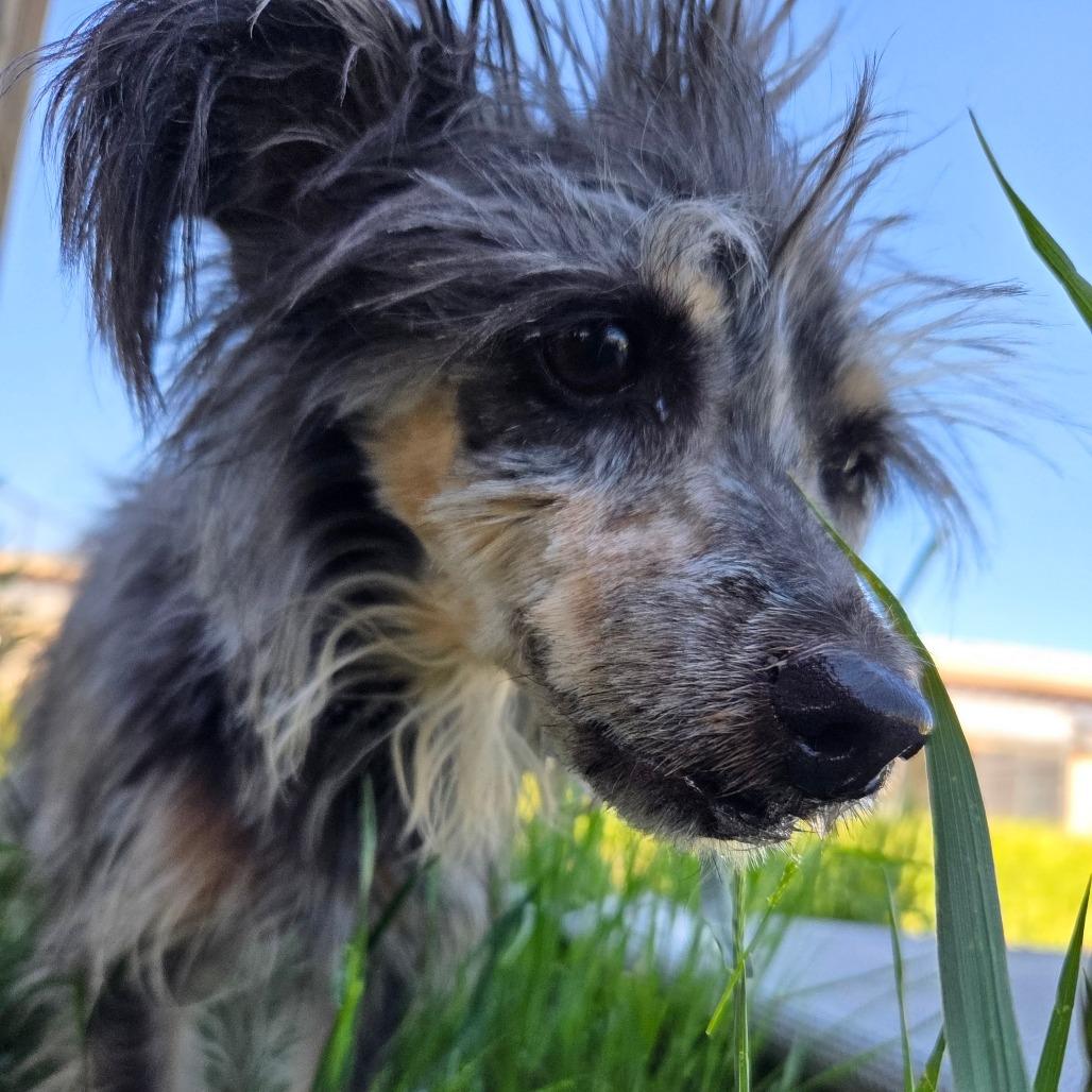 Benny, a Adoptable Mixed Breed in Park City, UT image 6/6