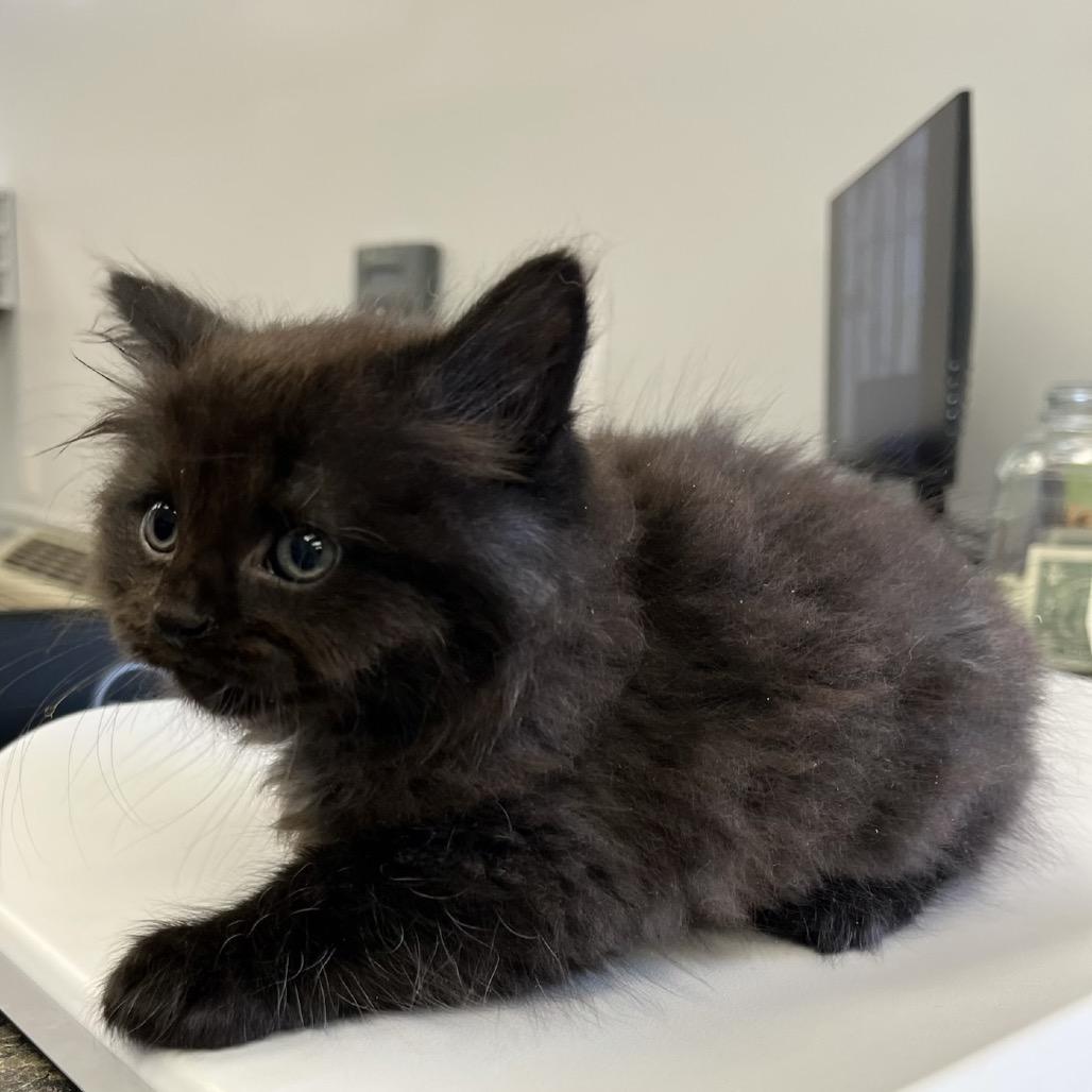 Dill, Adoptable, Kitten Male Domestic Short Hair & Domestic Short Hair.