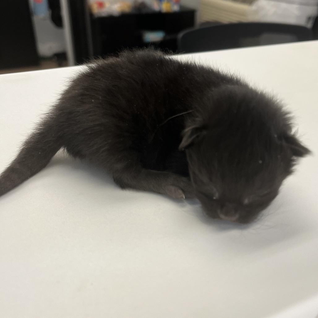 Enlarge Dill, a Adoptable mixed breed in Morganfield, KY image 1/2