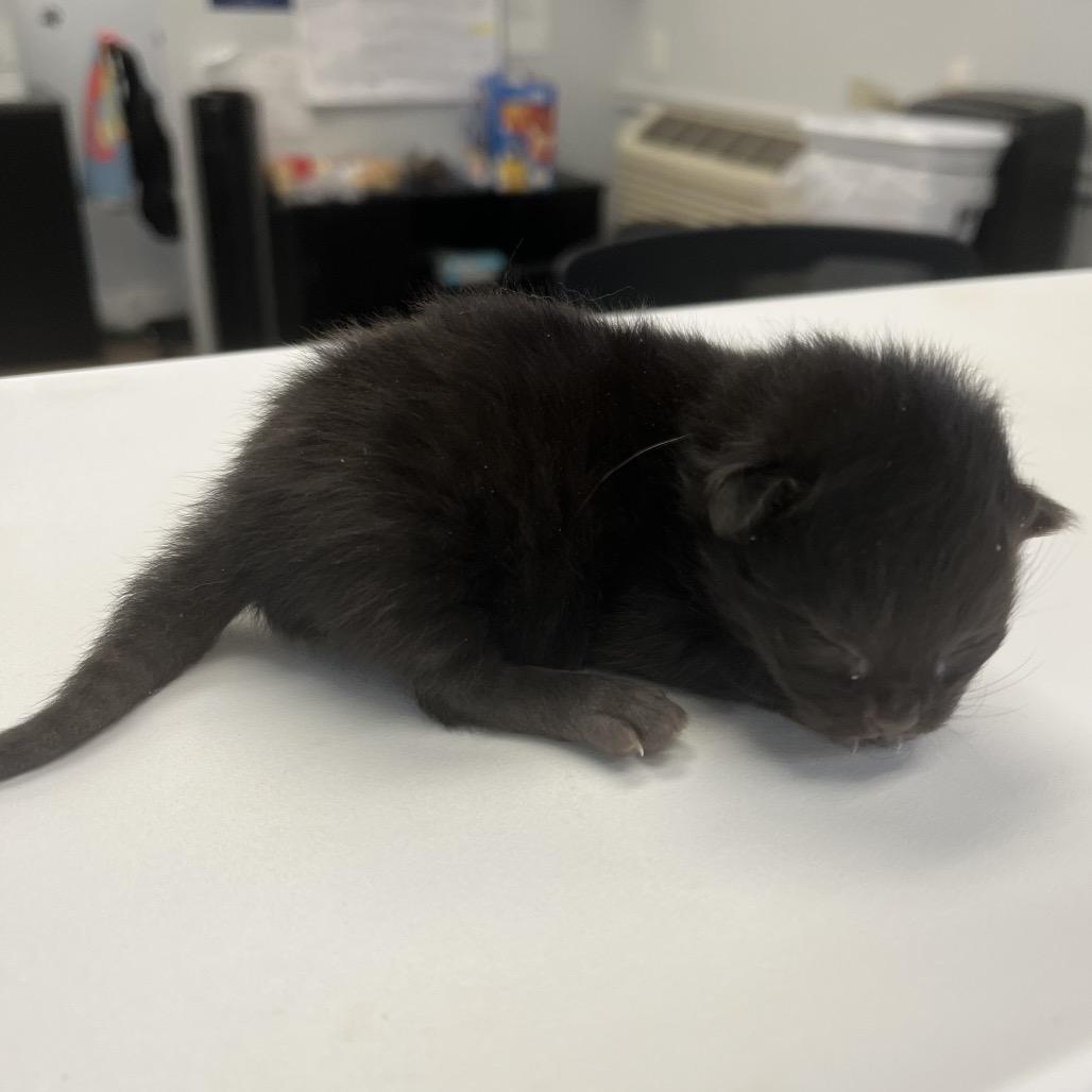Enlarge Dill, a Adoptable mixed breed in Morganfield, KY image 2/2
