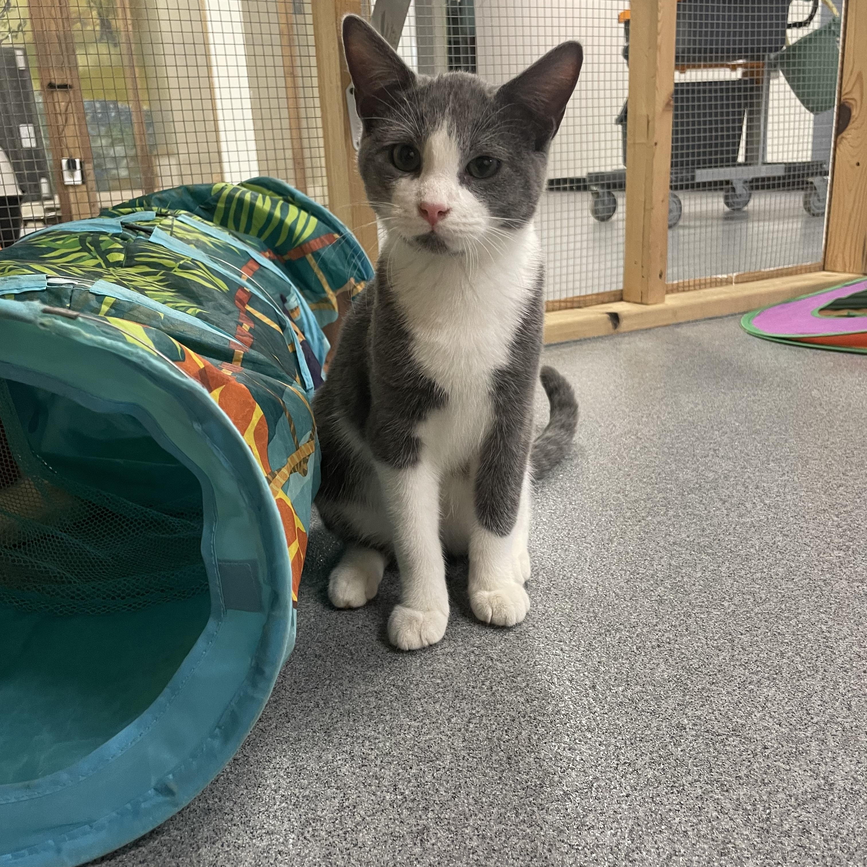 Augie, Adoptable, Young Male Domestic Short Hair.