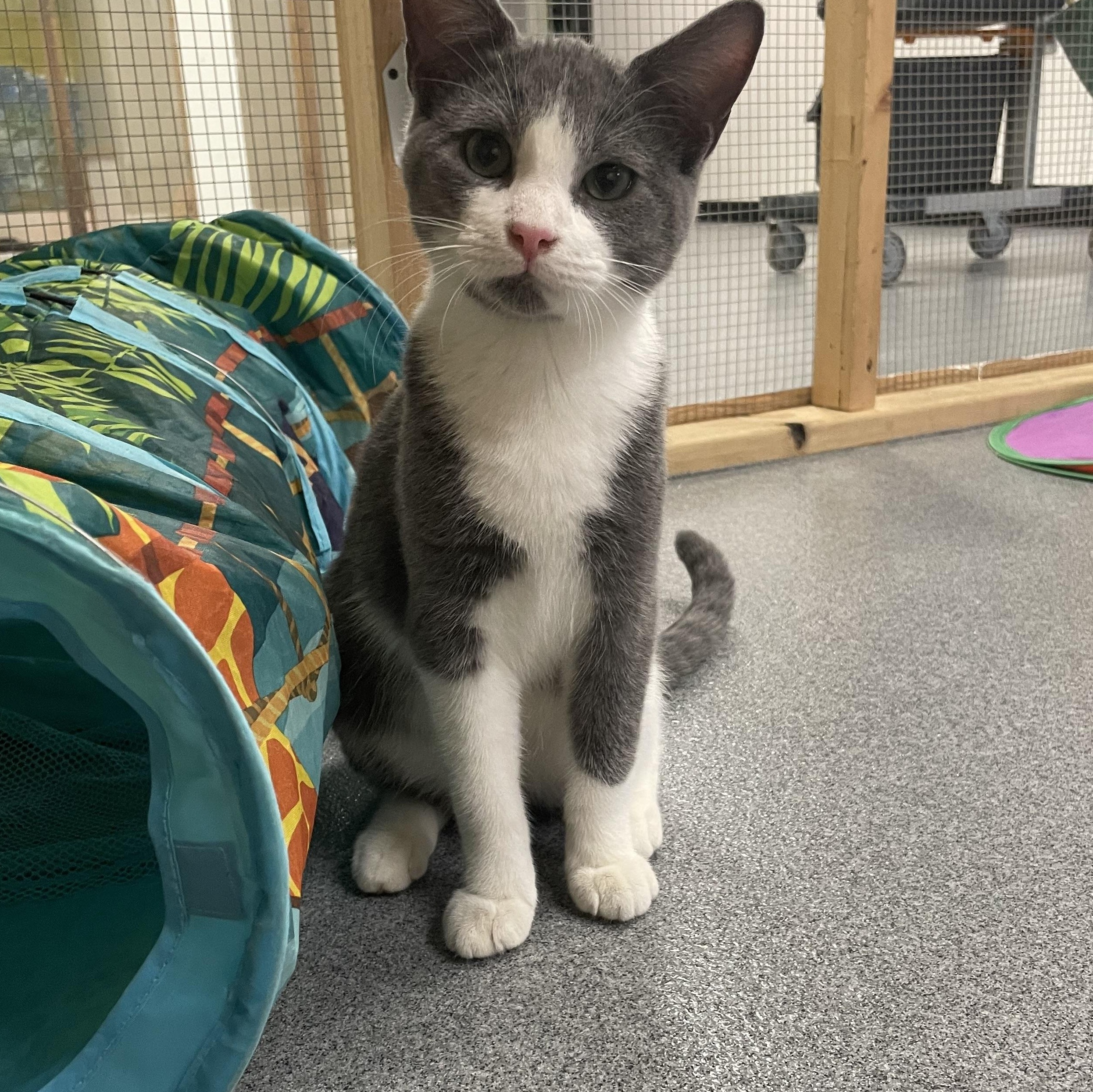 Enlarge Augie, a Adoptable Domestic Short Hair in Chisholm, MN image 2/2