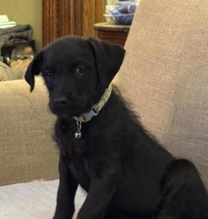 Poppy, Adoptable, Puppy Female Poodle.