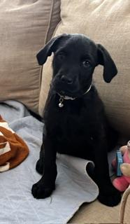 Poppy, a Adoptable mixed breed in Racine, WI image 3/3