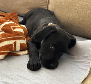 Poppy, a Adoptable mixed breed in Racine, WI image 2/3