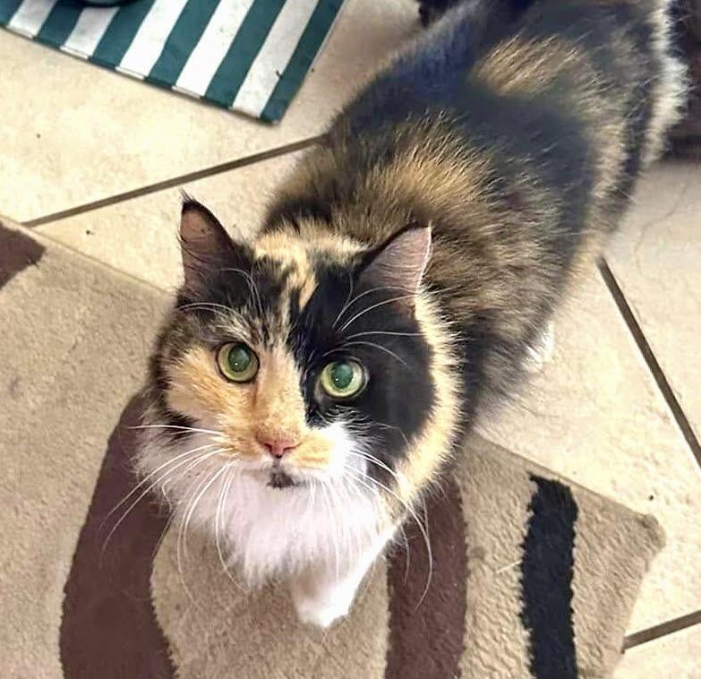 Enlarge Mystery, an adopted Domestic Long Hair in BLACK MOUNTAIN, NC image 1/2